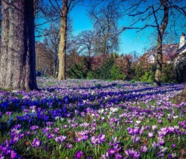 John Wildman - Ashton Park Crocus