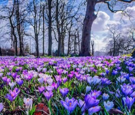 John Wildman - Ashton Park Crocus
