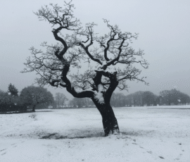 tree in snow