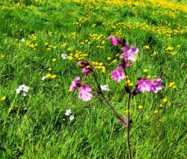 Bee Meadow - Ashton Park Preston