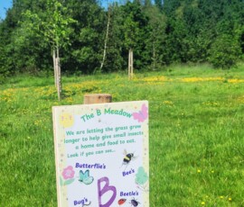 Bee Meadow - Ashton Park Preston