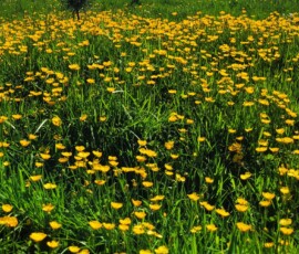 Bee Meadow - Ashton Park Preston