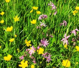 Bee Meadow - Ashton Park Preston