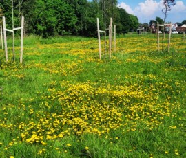 Bee Meadow - Ashton Park Preston