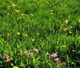 Bee Meadow - Ashton Park Preston